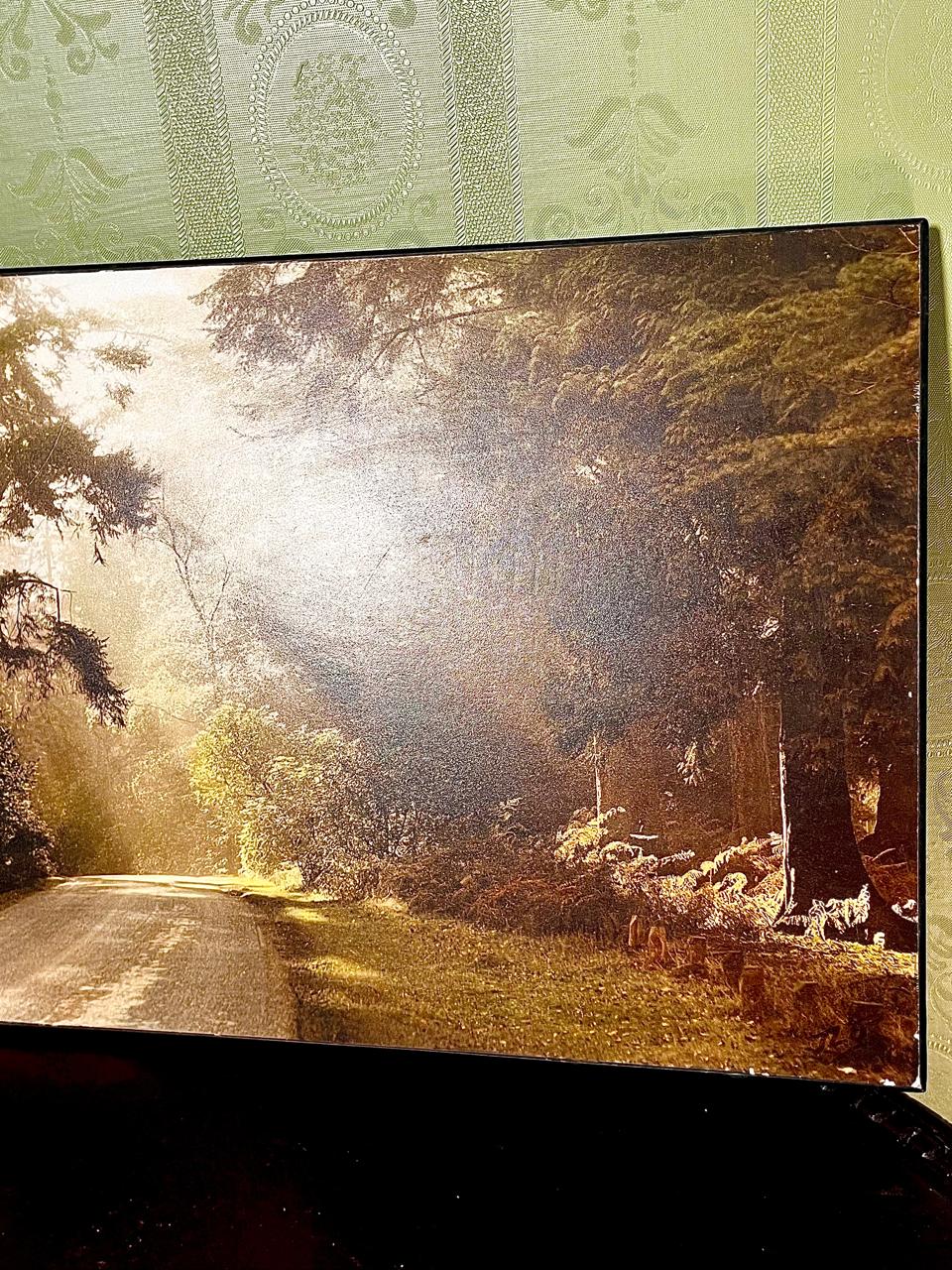Rhinefield Drive at Blackwater Framed Picture 40cm