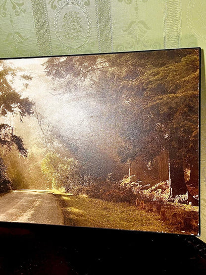 Rhinefield Drive at Blackwater Framed Picture 40cm