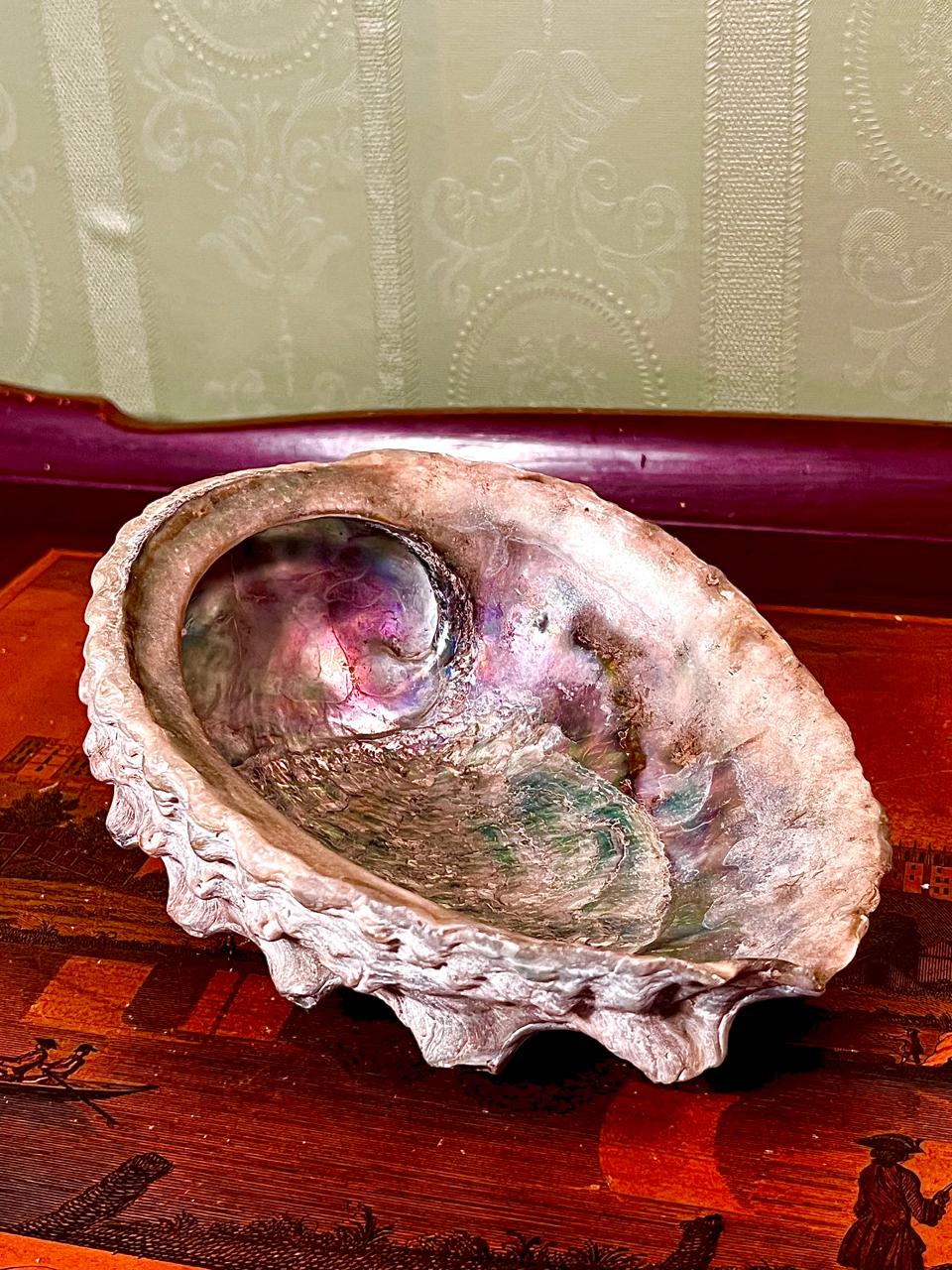 Iridescent Natural Shell Decorative Dish Approx. 6.5 Inch