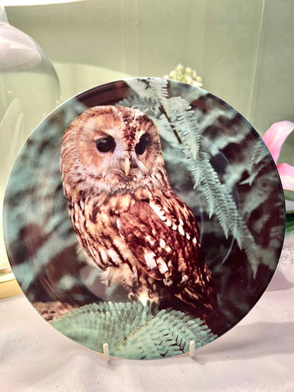 Wedgwood The Night Caller Owl Decorative Plate 19cm