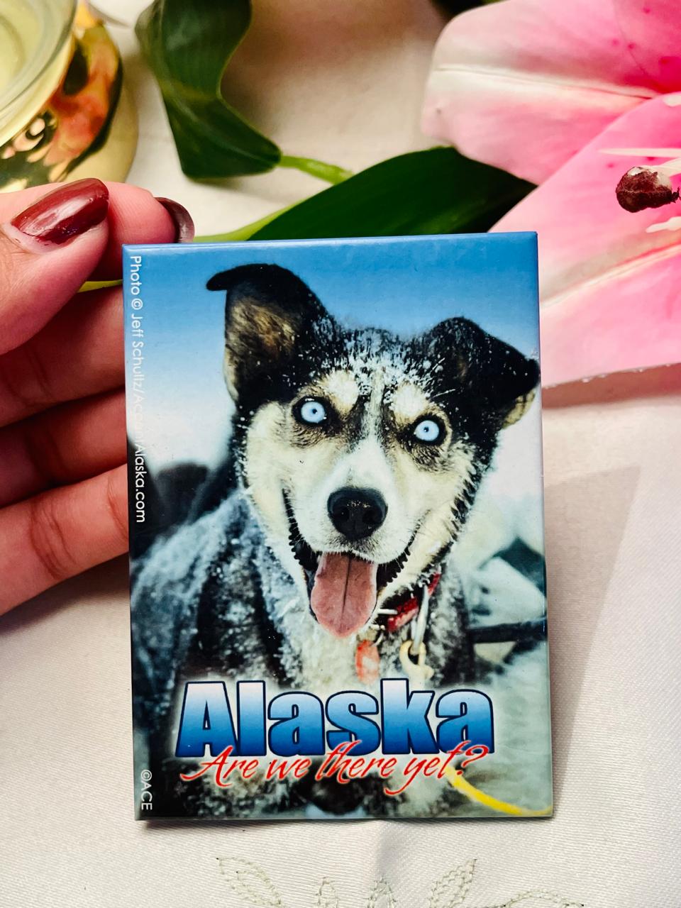 Alaska Dog Scenic Souvenir magnet Approx. 10 cm