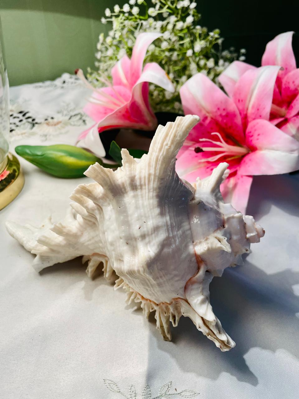 Large Natural Spiny Murex Seashell Decorative Specimen Approx. 17 cm