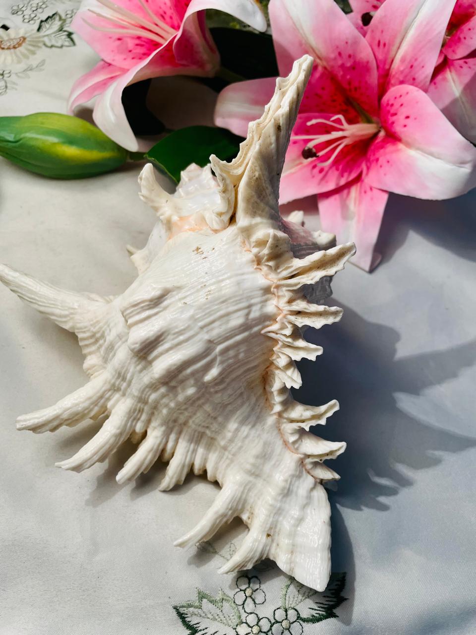 Large Natural Spiny Murex Seashell Decorative Specimen Approx. 17 cm