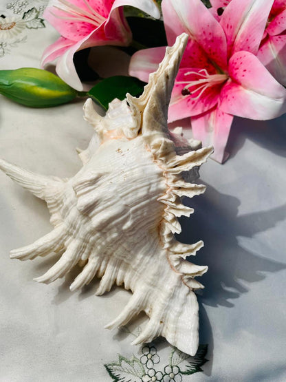 Large Natural Spiny Murex Seashell Decorative Specimen Approx. 17 cm
