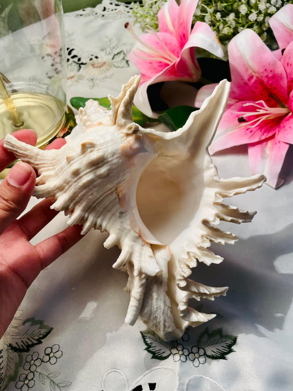 Large Natural Spiny Murex Seashell Decorative Specimen Approx. 17 cm