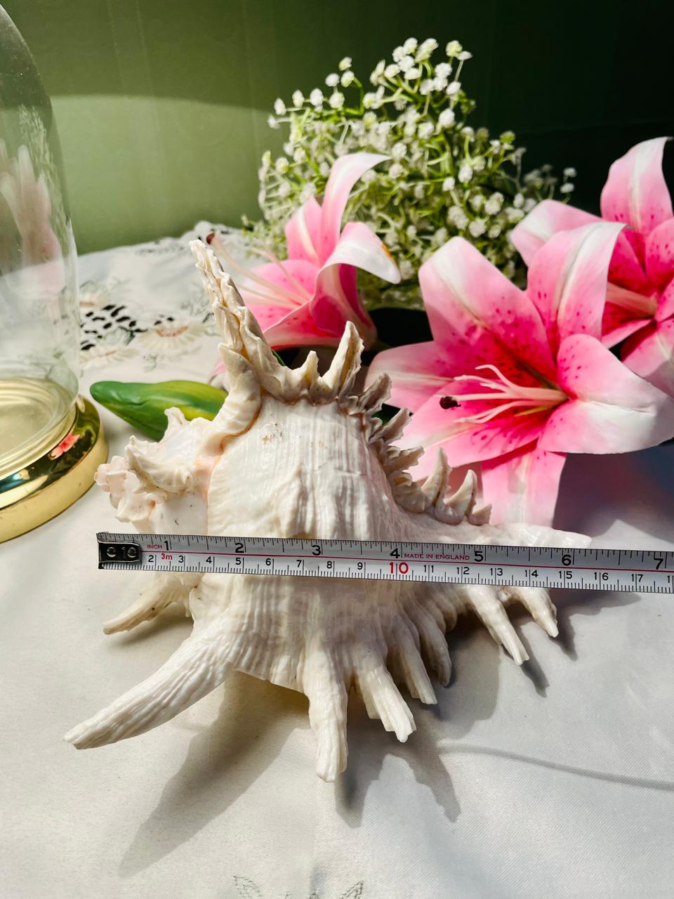 Large Natural Spiny Murex Seashell Decorative Specimen Approx. 17 cm