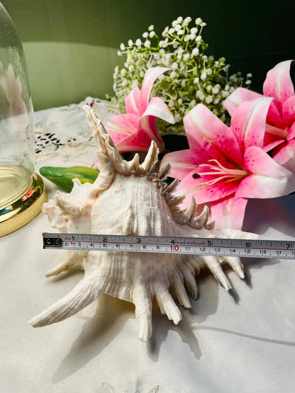 Large Natural Spiny Murex Seashell Decorative Specimen Approx. 17 cm