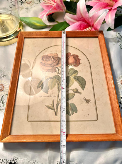 Vintage Botanical Rose Framed Art Approx. 31 cm