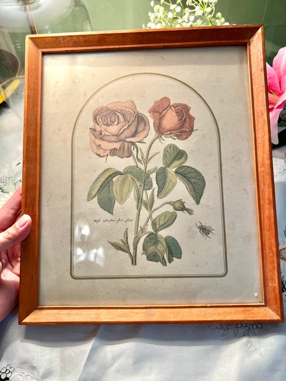 Vintage Botanical Rose Framed Art Approx. 31 cm
