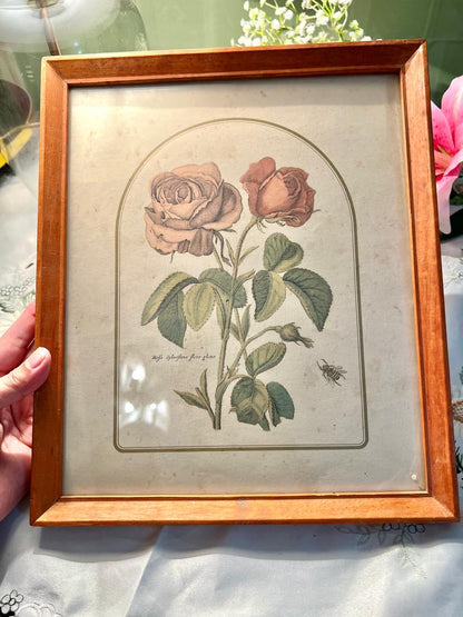 Vintage Botanical Rose Framed Art Approx. 31 cm