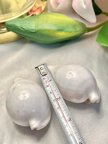 Vintage White Shell Figurines Set of 2, Approx. 2.5 in