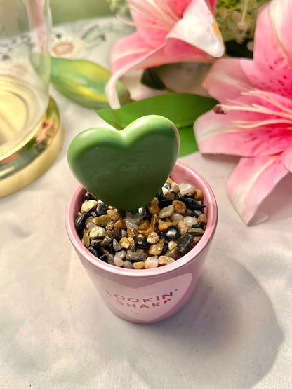 PLDZ Lookin’ Sharp Heart Cactus Decor, Approx. 4.75 in