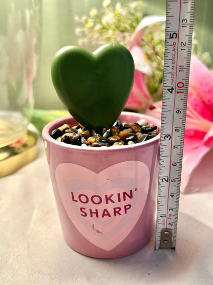 PLDZ Lookin’ Sharp Heart Cactus Decor, Approx. 4.75 in