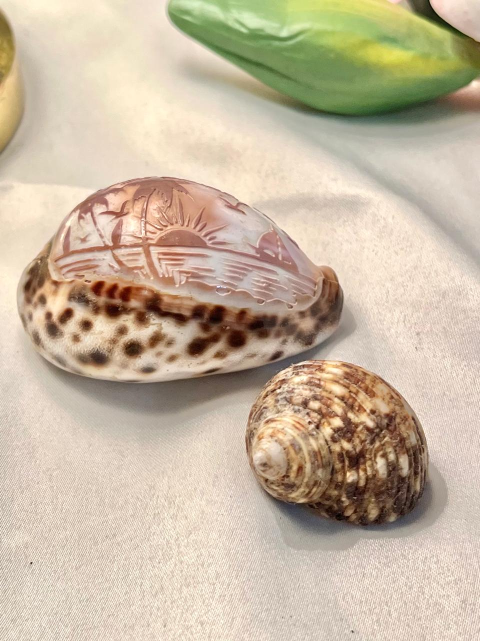 Decorative Seashell Set 2-Piece Carved Coastal Design 10cm