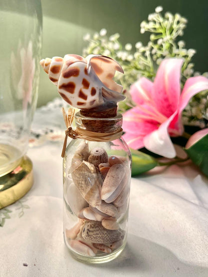 Crystal Shell Display Jar with Shell Stopper 5.5 in
