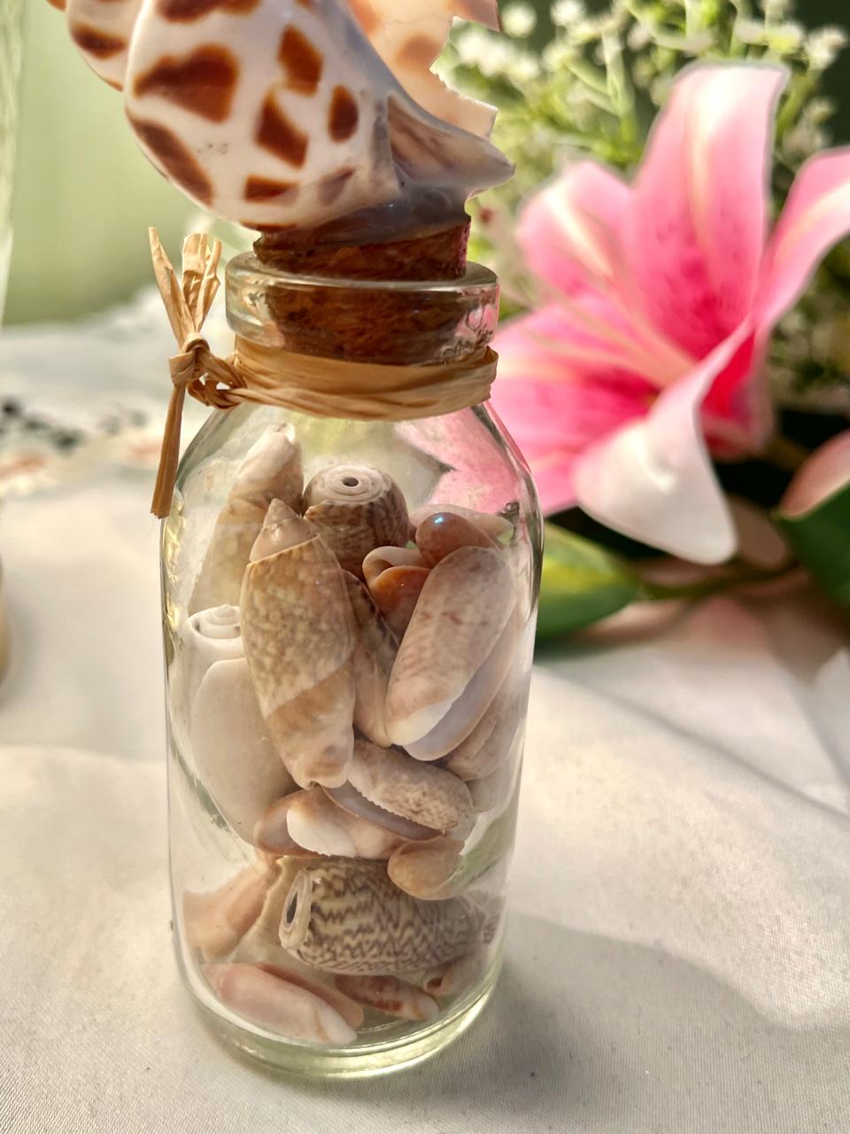 Crystal Shell Display Jar with Shell Stopper 5.5 in