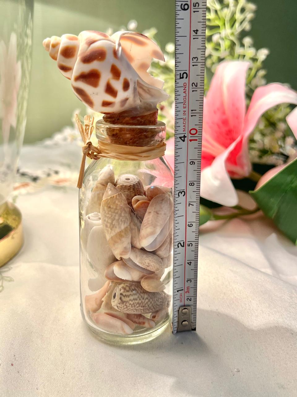 Crystal Shell Display Jar with Shell Stopper 5.5 in