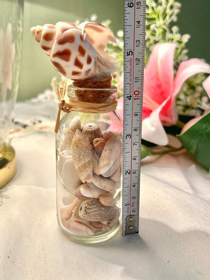 Crystal Shell Display Jar with Shell Stopper 5.5 in