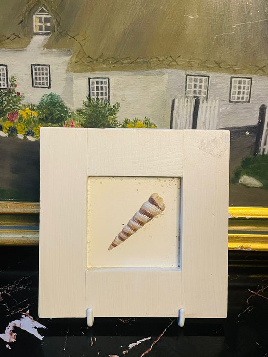 Vintage Matted Sea Shell – Wall Plaque, Wooden Frame Coastal Wall Décor in Pakistan