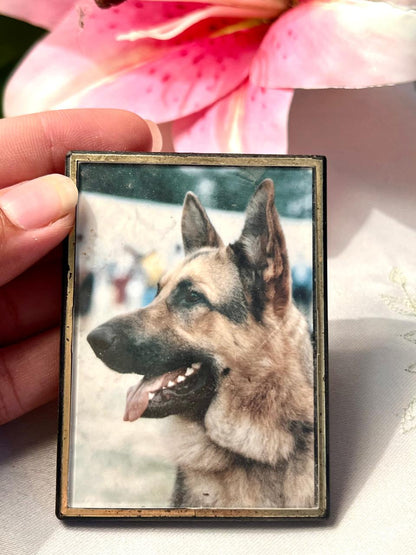Vintage German Shepherd Dog Mini Photo Frame / Fridge Magnet Approx. 8 cm