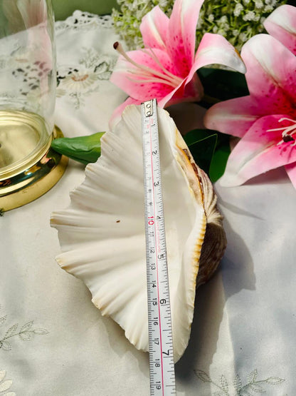 Large Natural Scallop Shell Decorative Seashell 18 cm
