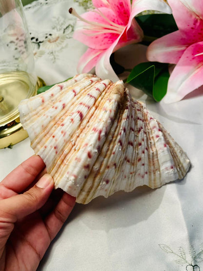 Large Natural Scallop Shell Decorative Seashell 18 cm
