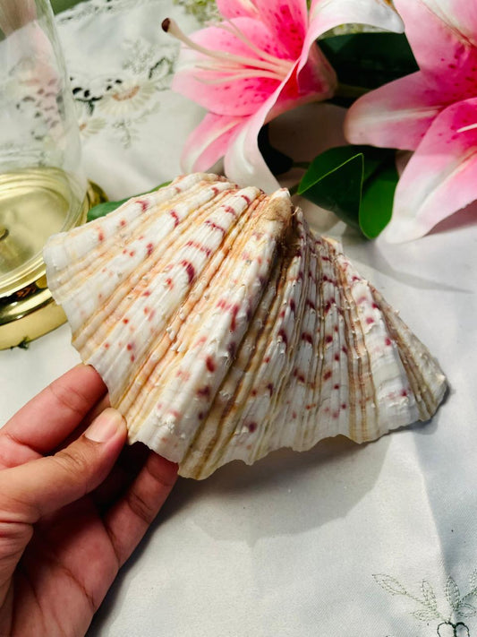 Large Natural Scallop Shell Decorative Seashell 18 cm