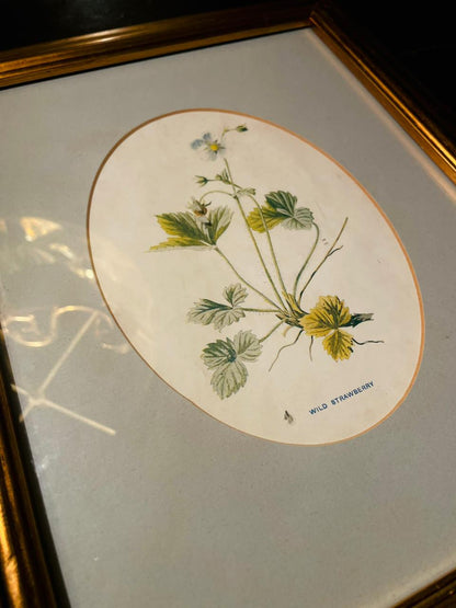Vintage Framed Wild Strawberry Botanical Painting