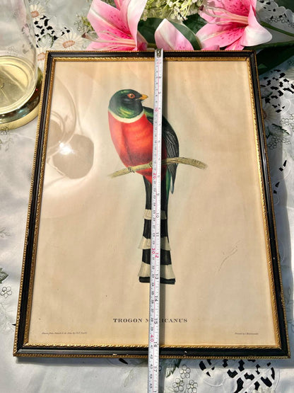 Trogon Mexicanus Colourful Bird Framed Painting – 16 Inches
