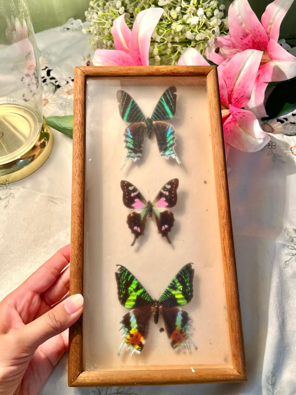 Rare find Original Preserved Butterfly Display Frame – 3 Butterflies, 12 Inches