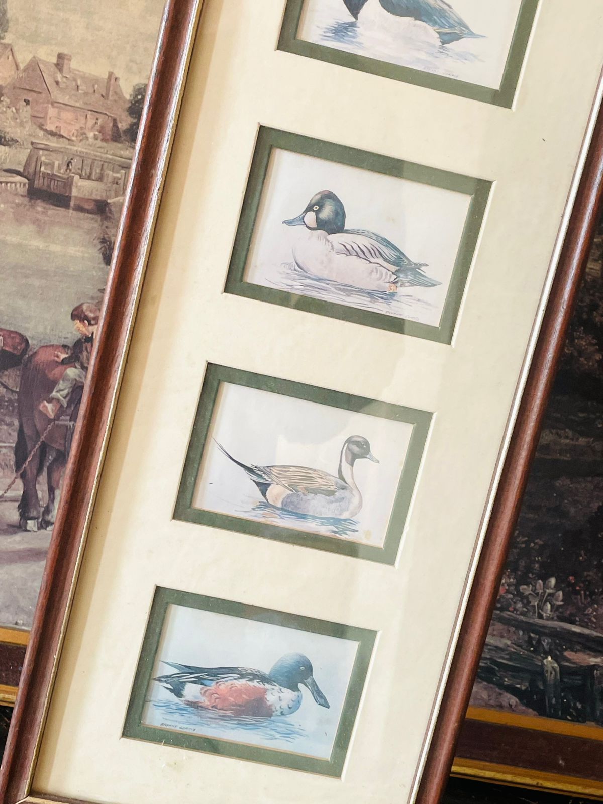 Vintage Framed Duck Illustration Art – Set of Four Prints in Single Frame (England)